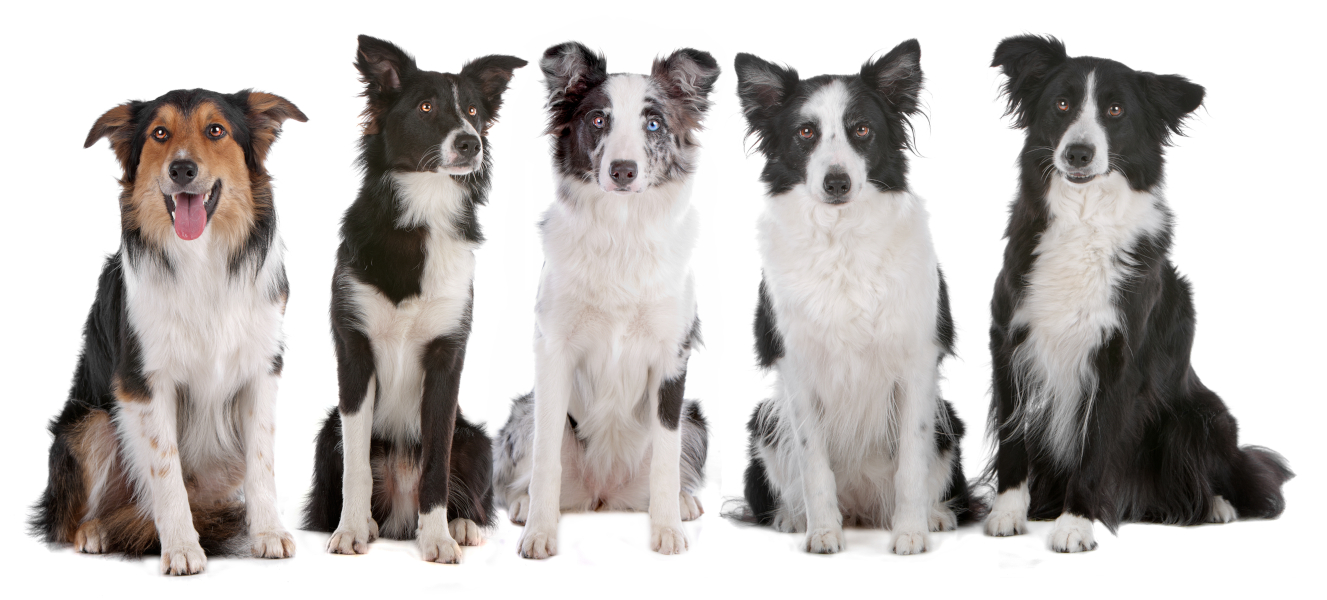 Different types hot sale of border collies